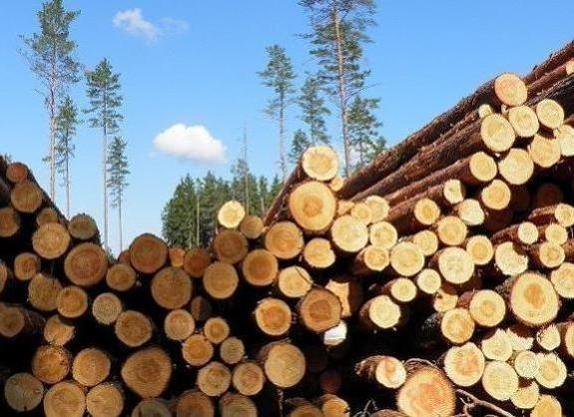 Реализация круглых лесоматериалов